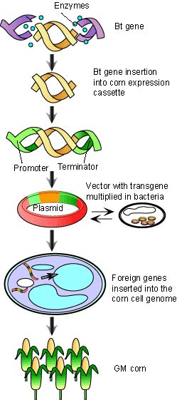 Genetransferring