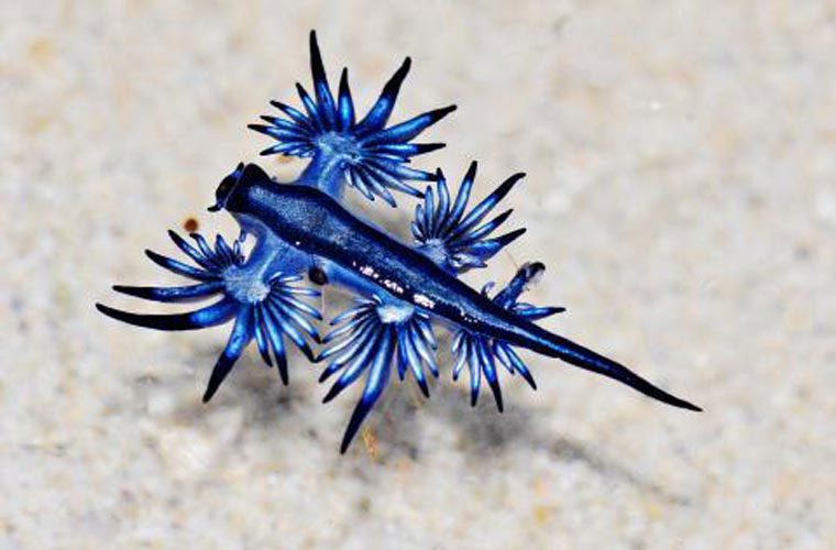 Glaucus can consume this jellyfish without any pain, as its skin contains discs that act as barriers and secrete mucus to protect the blue dragon from the effects of these stings.