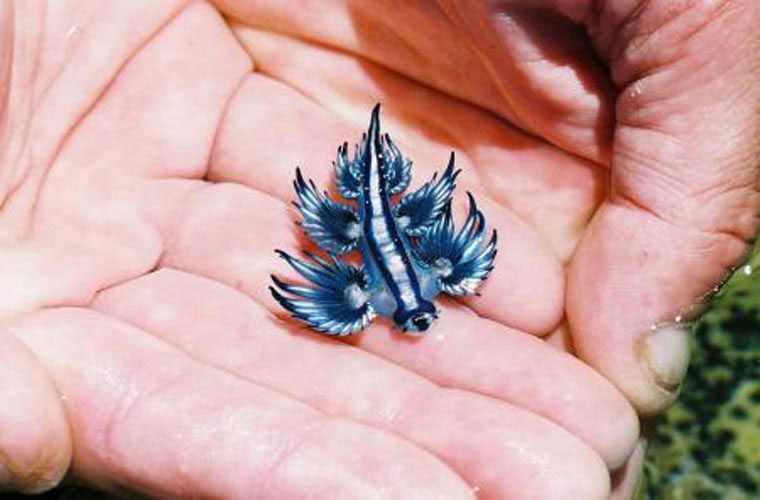 Not only can it protect itself from toxins, but it can also store this venom for later use. The venom is 'stored' in the 'fingers' attached to its body. The blue dragon has about 84 such 'fingers'.