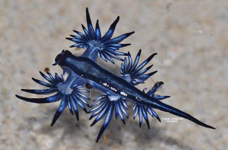 When food is scarce, it can consume anything to survive. Scientists believe that the blue dragon Glaucus is even more venomous than the Man-O'-War jellyfish.