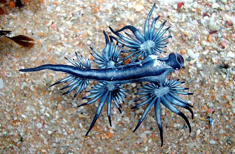 The blue dragon is a hermaphrodite. During mating, both individuals lay eggs. They lay their eggs on floating debris in the sea or on the remains of their prey.