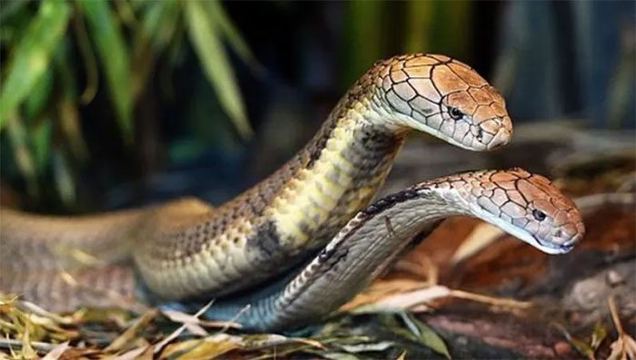 Hemiclitores of female snakes are significant for mating.