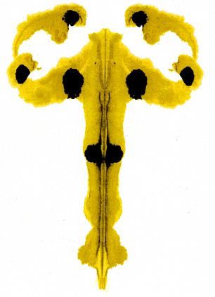 Hermann Rorschach Psychological Test