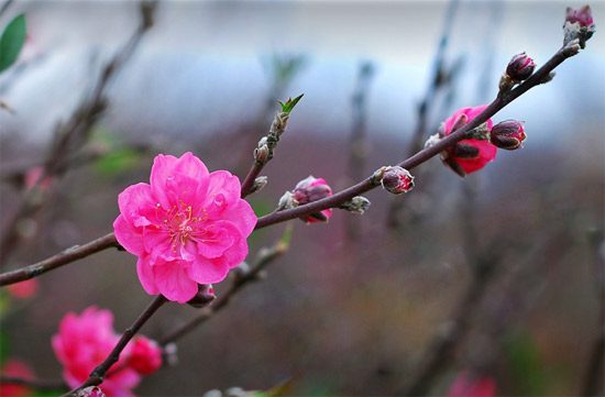 Pink peach with vibrant red double flowers spread evenly across the branches.