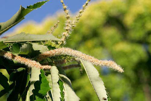 Chestnut Flowers