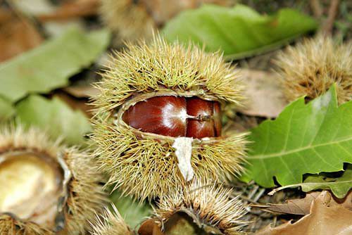  Chestnut Leaves and Flowers 