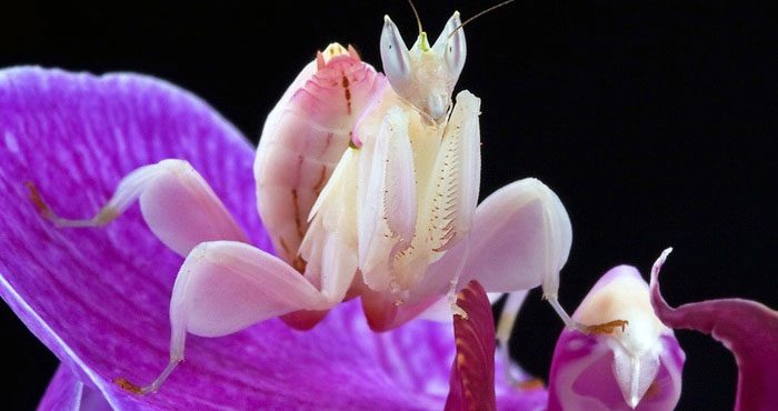 Hymenopus coronatus