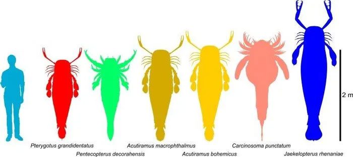 Size comparison of the largest extinct sea scorpion with a human.