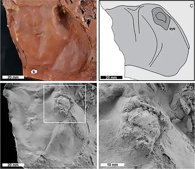 A fossil sample possibly belonging to the Jaekelopterus found in Australia