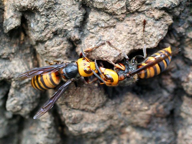 JapaneseGiantHornetorAsianHornet