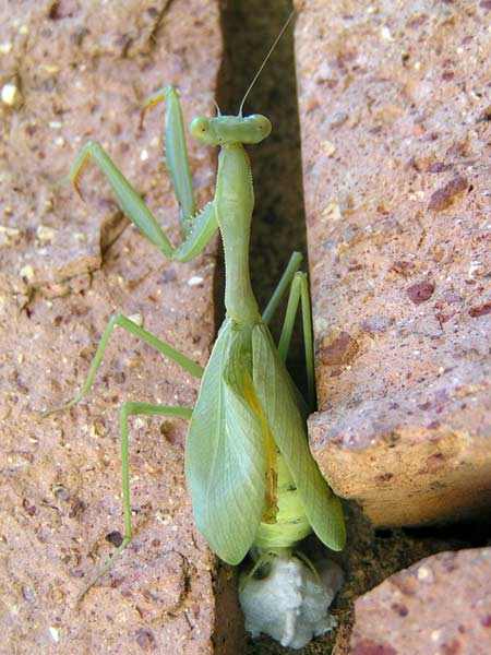 LayingMantis