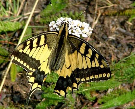 Lepidoptera