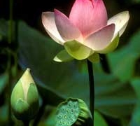 Lotus