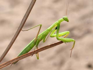 Mantis religiosa BoNgua