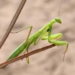 Mantis religiosa BoNgua