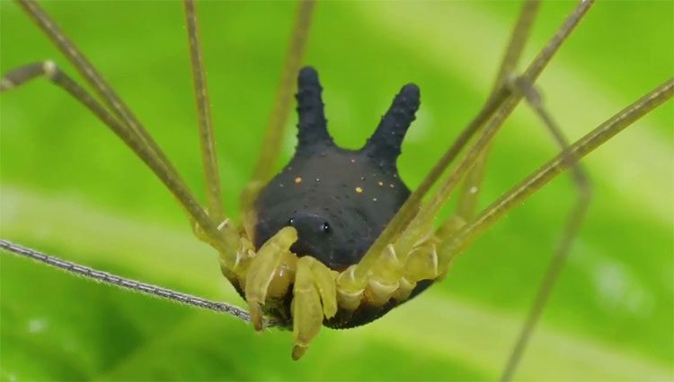 Bunny Harvestman