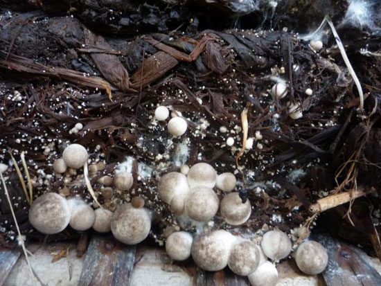 Straw Mushroom Growing Season