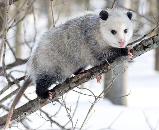 Opossum