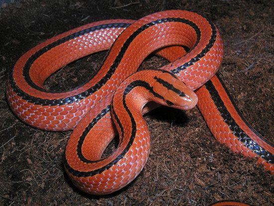 The Red Spotted Snake (Oreocryptophis porphyraceus) is an attractive snake with a bright red body and two black stripes running down its length.