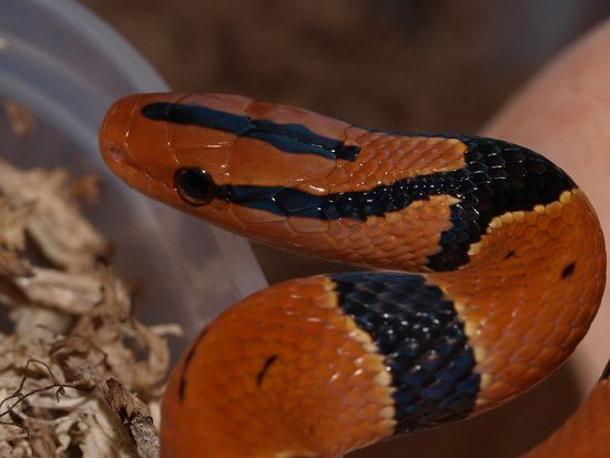 This snake species is primarily found in the national parks of northern Vietnam.