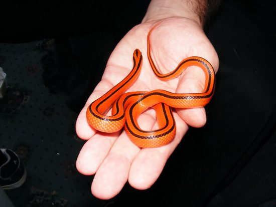 The Red Spotted Snake is non-venomous and very gentle towards humans.