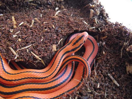 The Red Spotted Snake is becoming increasingly rare in Vietnam.