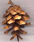 Pinus krempfii
