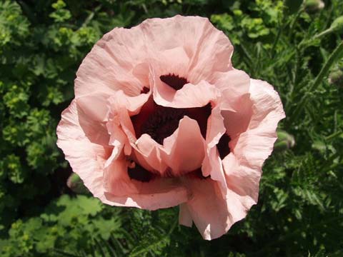 Poppy Flower