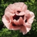 Poppy480