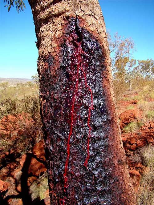 Pterocarpus angolensis contains a sticky red resin.