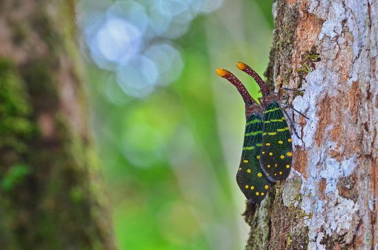 This is the insect known as the elephant trunk cicada, scientifically named Pyrops candelaria.