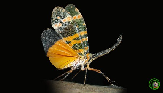 This is also a beautiful insect with brightly colored wings.