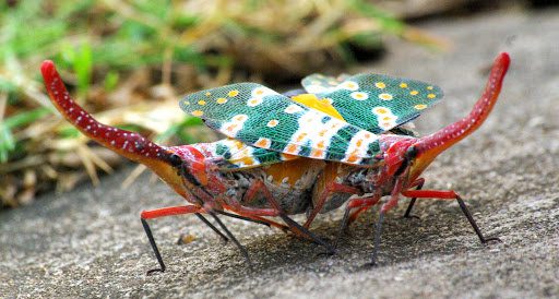 Like other cicadas, the elephant trunk cicada primarily lives underground in its larval form.