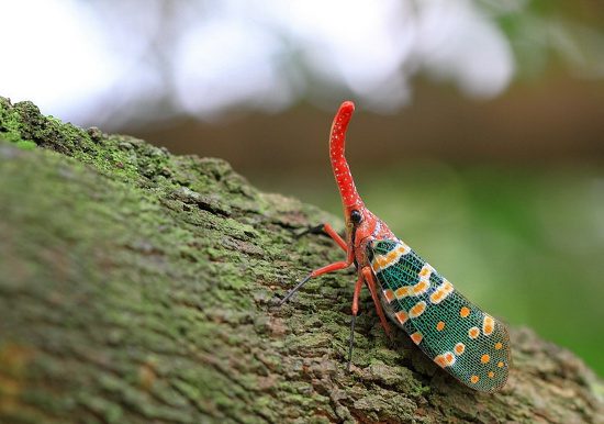 They only molt to become a beautiful cicada during a brief adult stage.