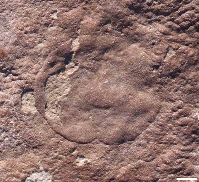 Close-up of the strange fossil recently unearthed in Australia