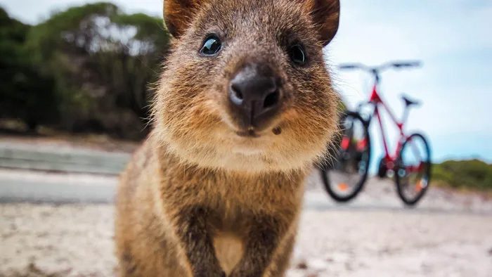 Quokka is endangered.