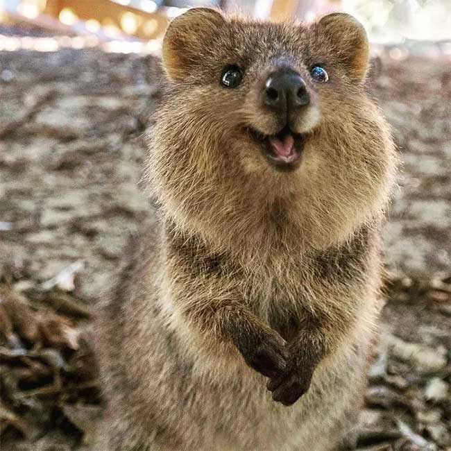 Quokka often lives in tall grass near water sources.