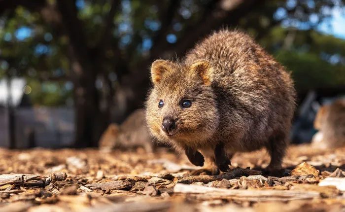 This adorable creature, also known as the short-tailed wallaby