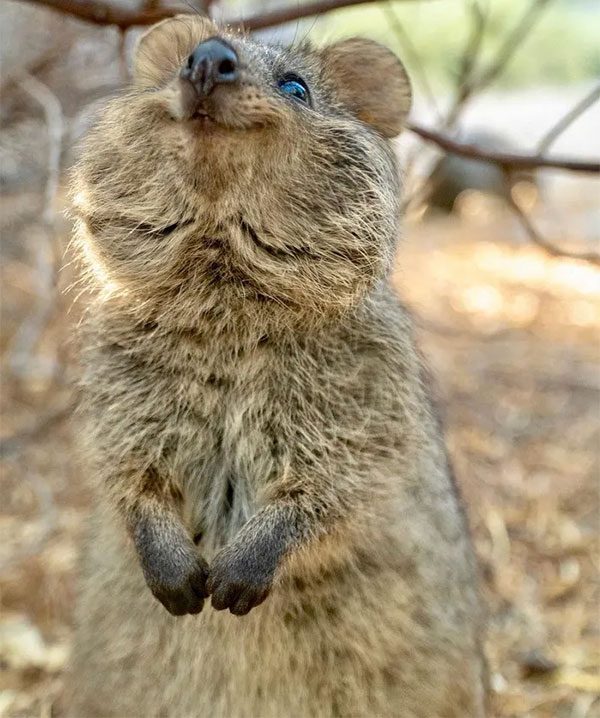 Other animals are causing the decline in quokka populations.