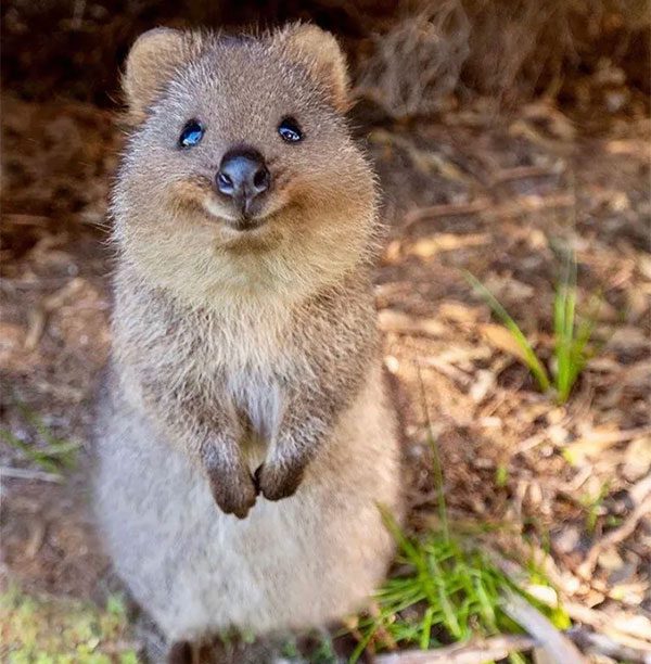 There has been a clear change in the foraging environment of quokkas