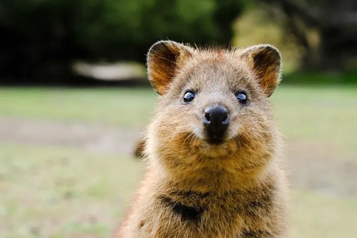 Quokka