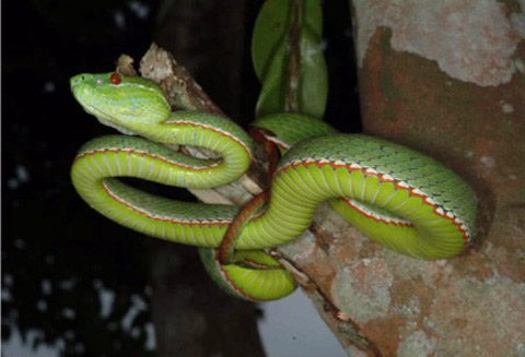 Vogels Viper (Viridovipera vogeli)