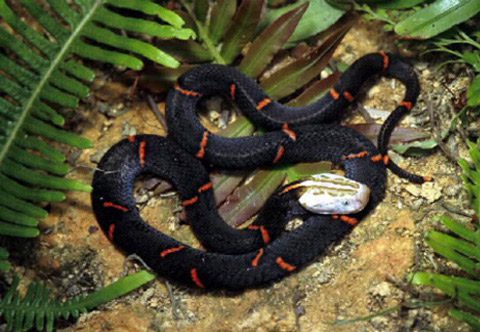 Silver-Headed Viper (Azemiops feae)