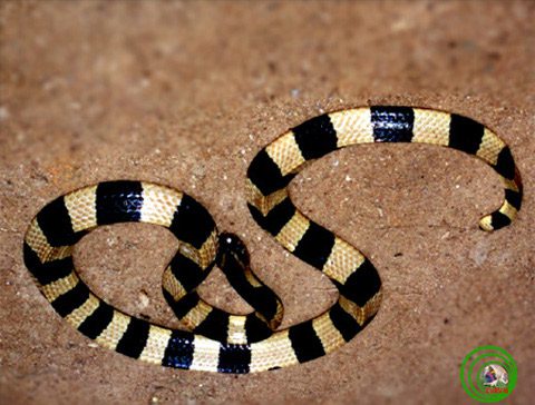 Many-banded Krait