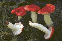 Russula emetica