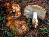 Russula foetens