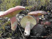 Russula sardonia