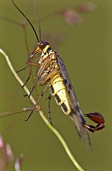 Scorpionfly(Male)