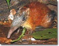 Sengi
