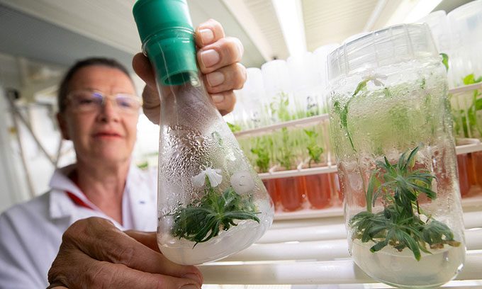 The plant grown from the 32,000-year-old seeds flowering on June 30 in the laboratory.